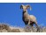 Muflonul Bighorn