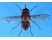 Musca tete