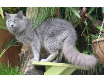 Nebelung