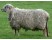 Oaia Cotswold