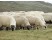 Oaia Merinos de Palas