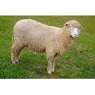 Oaia Southdown
