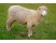 Oaia Southdown