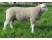 Oaia Texel