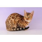 Ocicat