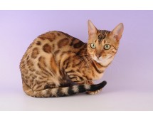 Ocicat