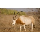 Oryx cu coarne sabie