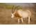 Oryx cu coarne sabie