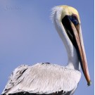 Pelican