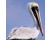 Pelican