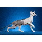 Peterbald