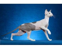 Peterbald