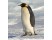 Pinguin imperial
