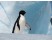 Pinguinul Adelie