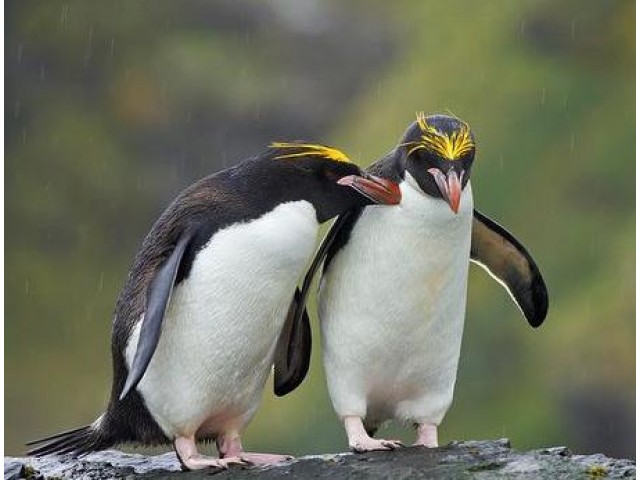Pinguinul macaroni