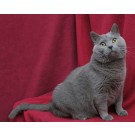 Chartreux