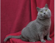 Chartreux