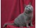 Pisica Chartreux