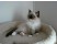 Pisica Ragdoll