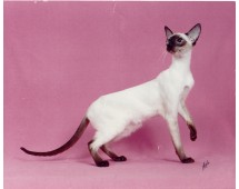 Siameza