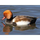 Pochard cu creasta rosie