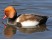 Pochard cu creasta rosie