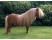 Ponei de Shetland