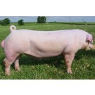 Porc Landrace