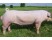 Porc Landrace