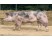 Porc Pietrain