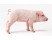 Porci