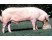 Porc Marele Alb