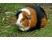 Porcusor de Guineea