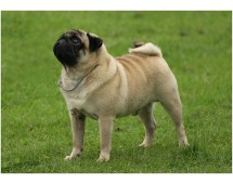 Pug