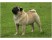 Pug
