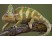 Reptile
