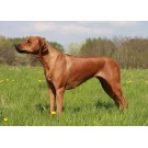 Rhodesian Ridgeback