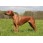 Rhodesian Ridgeback