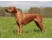 Rhodesian Ridgeback