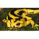 Salamandra