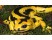 Salamandra