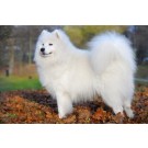 Samoyed