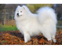 Samoyed