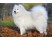 Samoyed