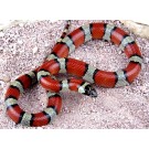 Sarpele de Lapte (Milk Snake)