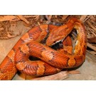 Sarpele de Porumb (Corn Snake)