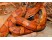 Sarpele de Porumb (Corn Snake)