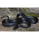 Sarpele Regal (King Snake)