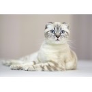 Scottish Fold