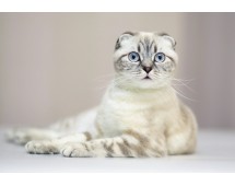 Scottish Fold